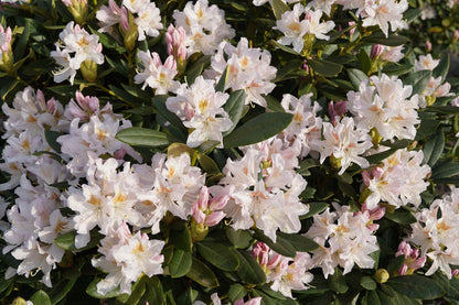 Rhododendron 'Cunningham's White' Tuinplanten