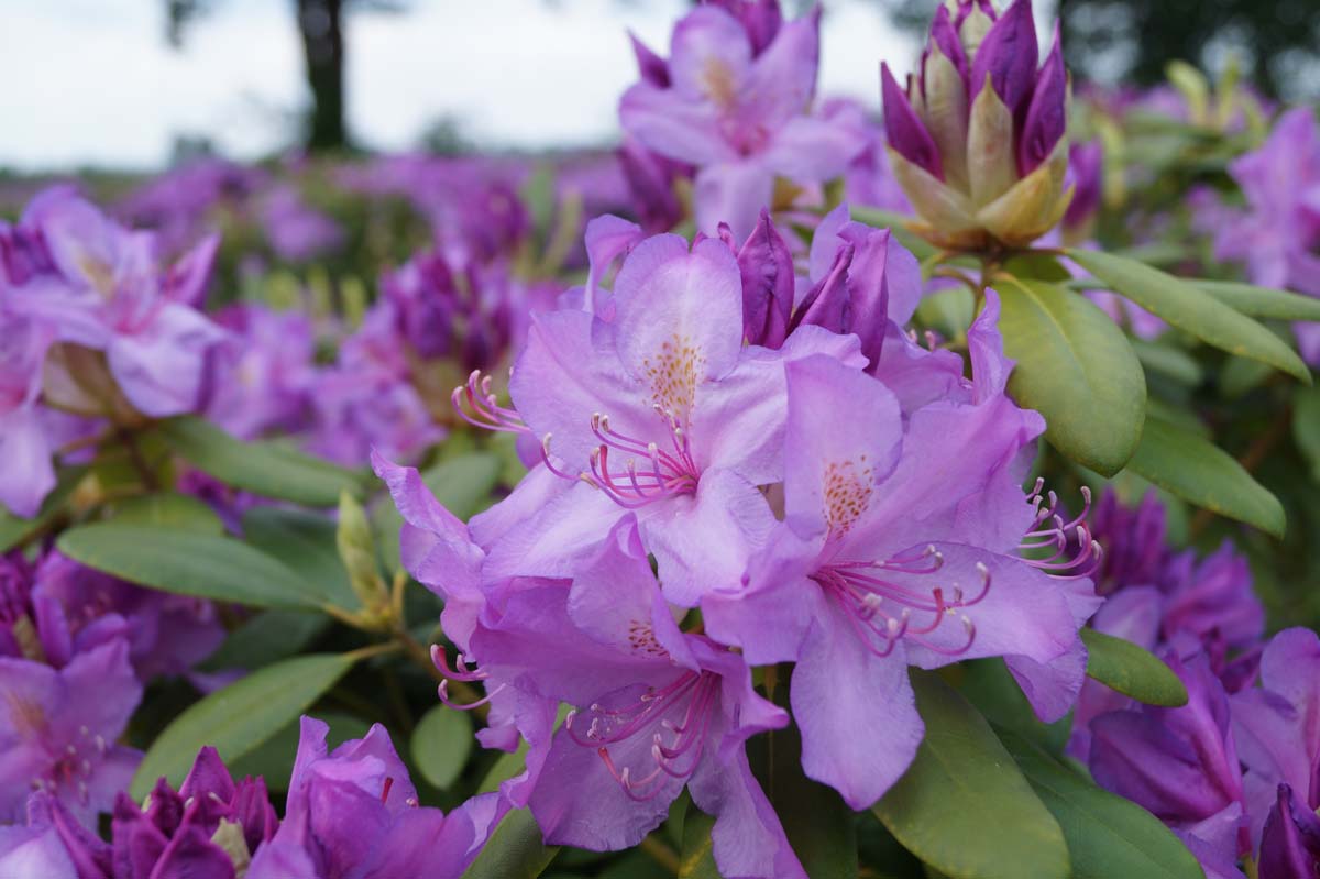 Rhododendron 'Catawbiense Boursault' meerstammig / struik