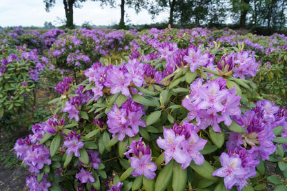 Rhododendron 'Catawbiense Boursault' meerstammig / struik