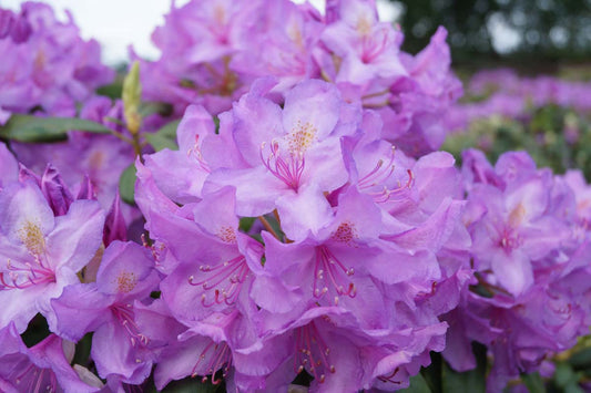 Rhododendron 'Catawbiense Grandiflorum' Tuinplanten