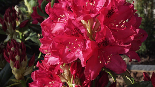 Rhododendron 'Nova Zembla' Tuinplanten