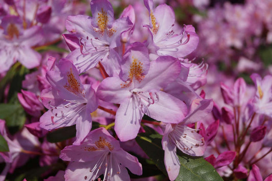 Rhododendron ponticum 'Roseum' meerstammig / struik