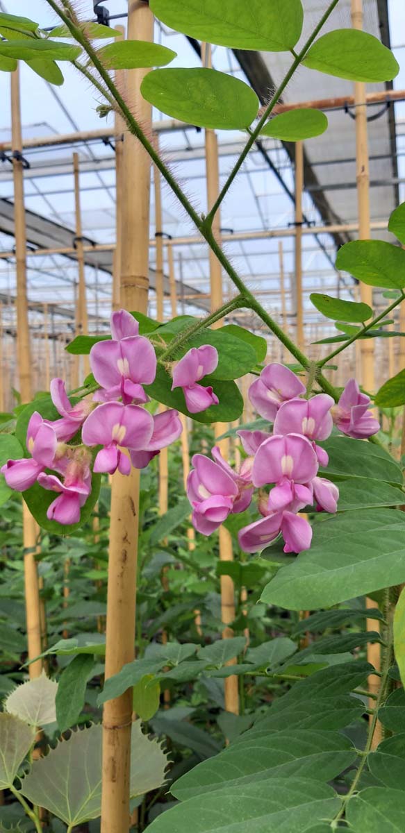 Robinia hispida op stam