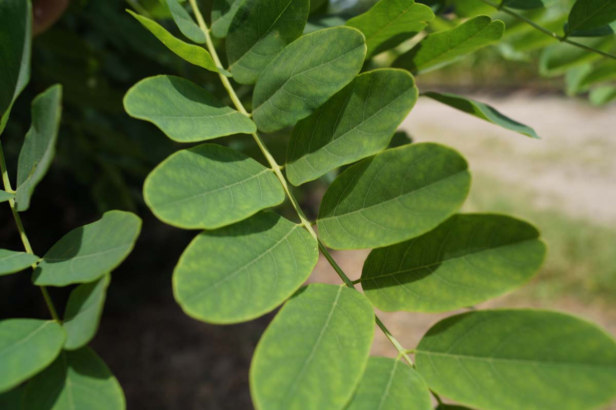 Robinia pseudoacacia op stam