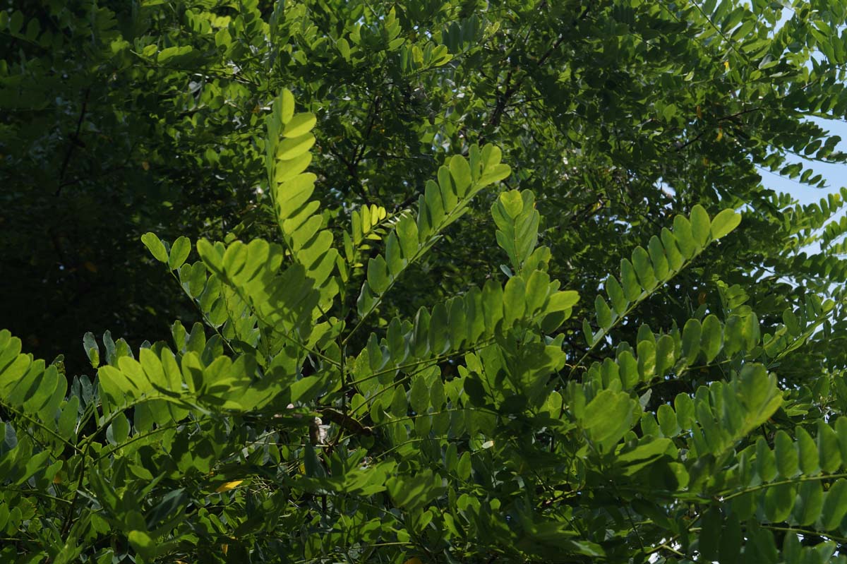 Robinia pseudoacacia op stam