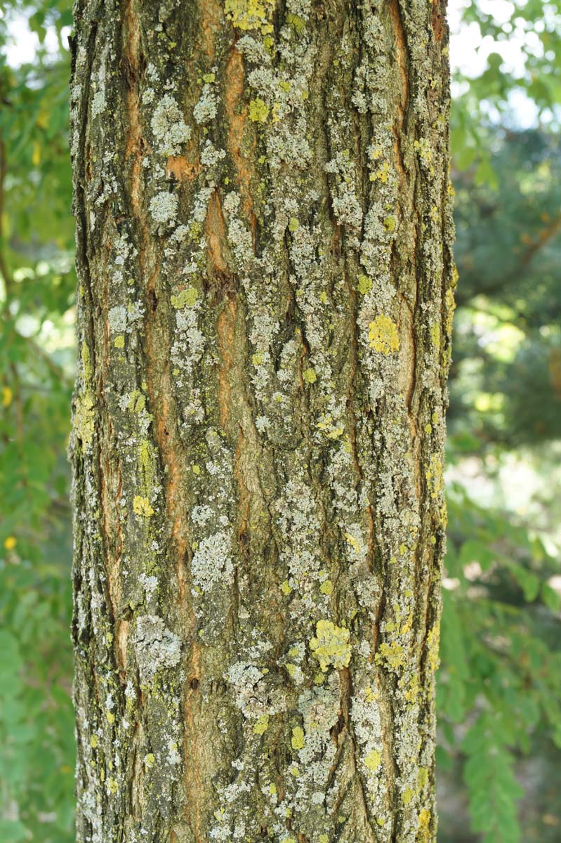 Robinia pseudoacacia op stam