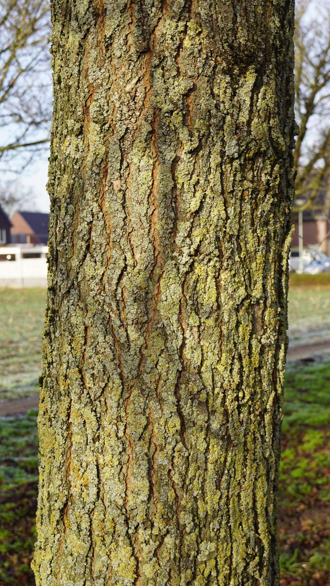 Robinia pseudoacacia 'Bessoniana' meerstammig / struik