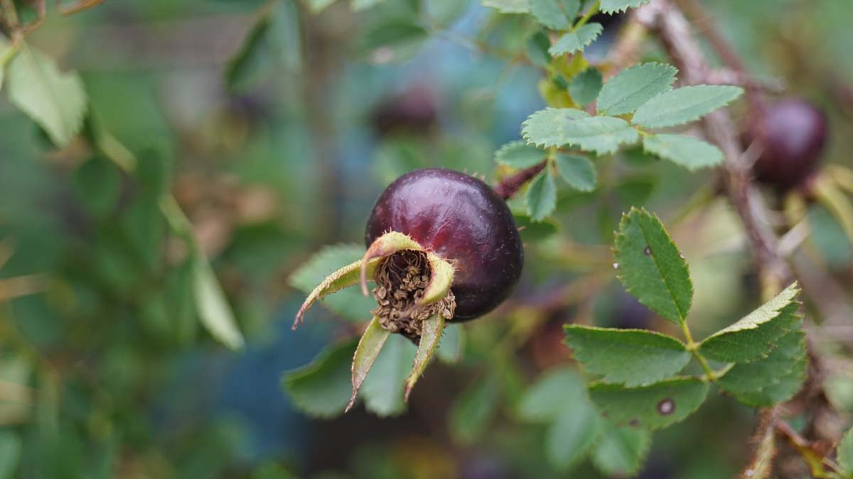 Rosa spinosissima haagplant