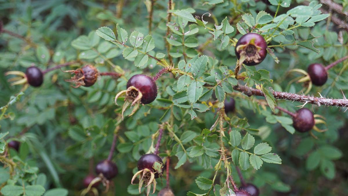 Rosa spinosissima haagplant