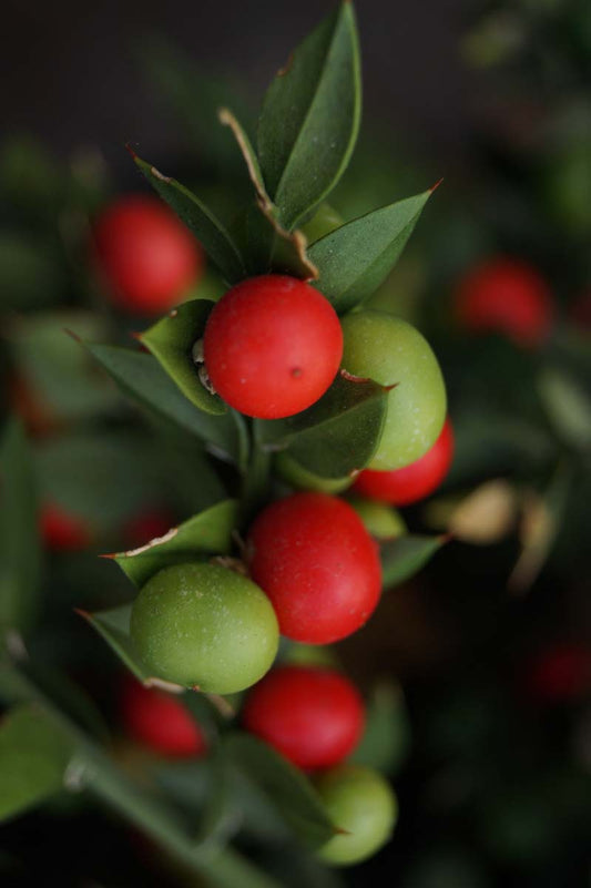 Ruscus aculeatus