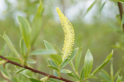 Salix alba op stam