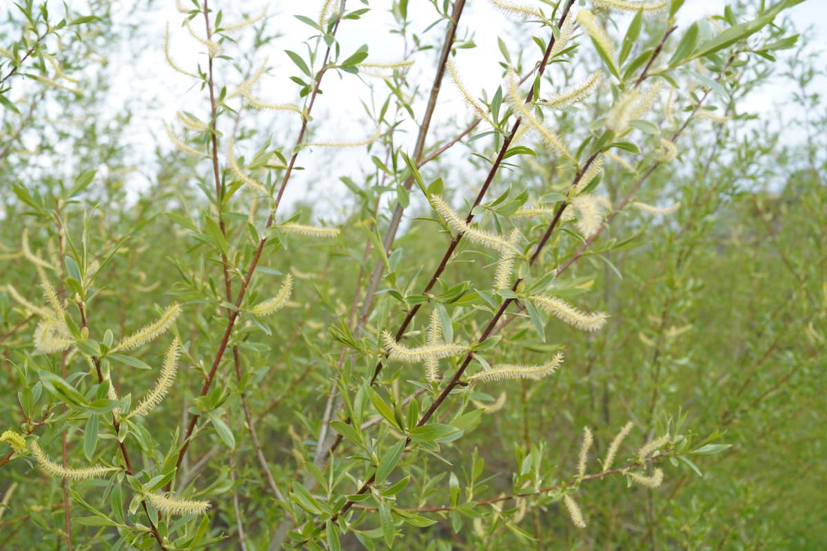 Salix alba op stam bloem