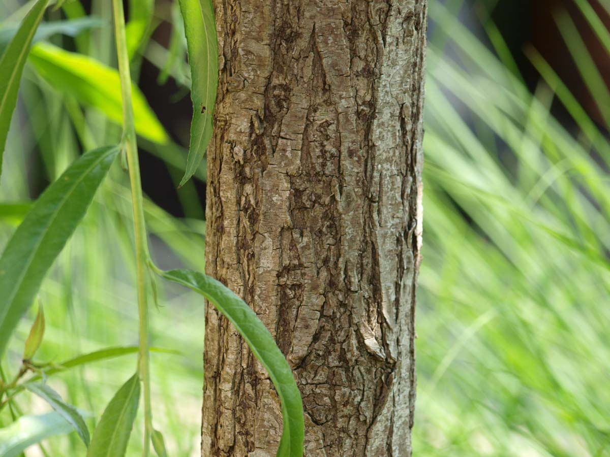 Salix alba op stam