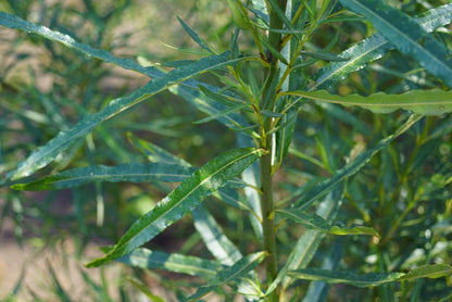 Salix fragilis meerstammig / struik blad