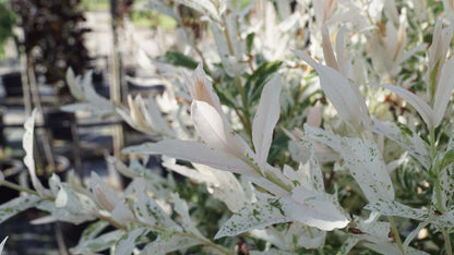 Salix integra 'Hakuro-nishiki' meerstammig / struik