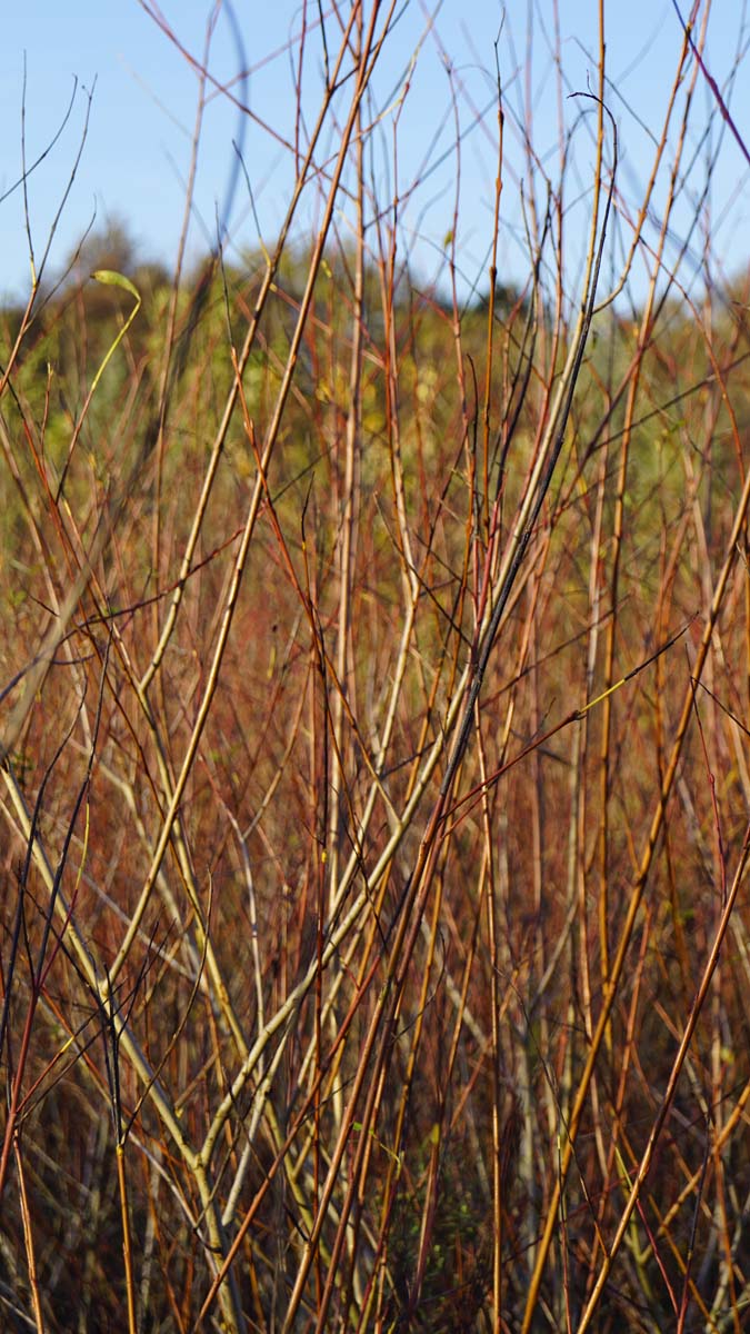 Salix purpurea haagplant twijg