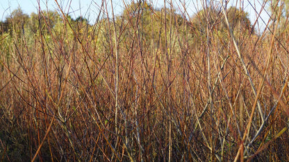 Salix purpurea Tuinplanten winter