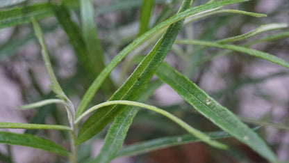 Salix rosmarinifolia meerstammig / struik blad