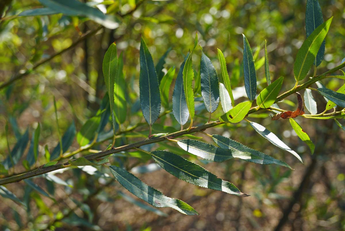 Salix triandra meerstammig / struik