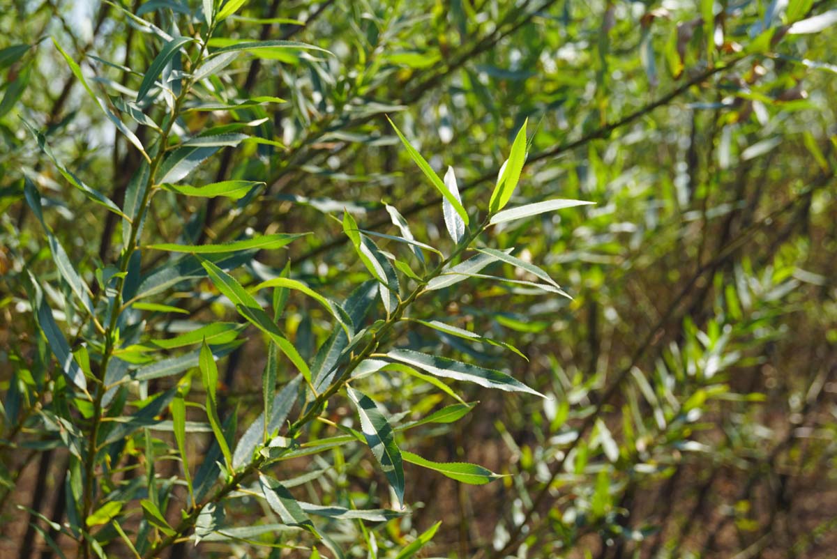 Salix triandra meerstammig / struik