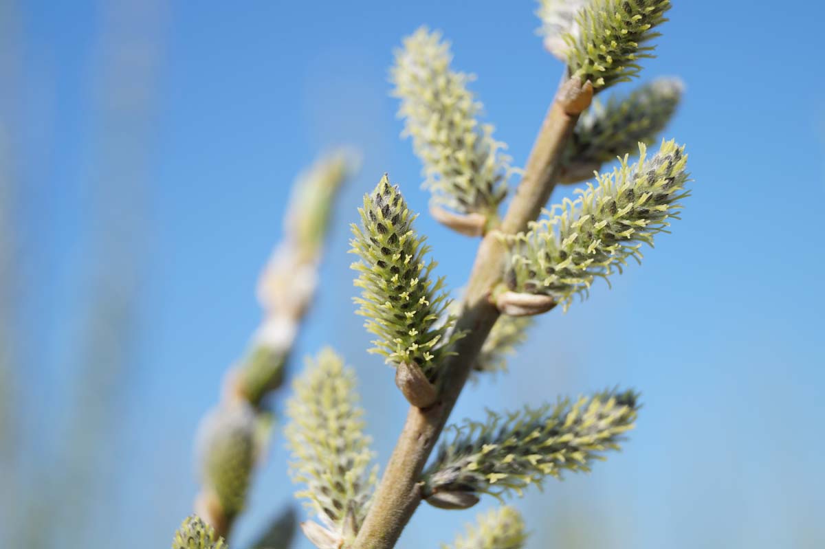 Salix viminalis op stam bloem