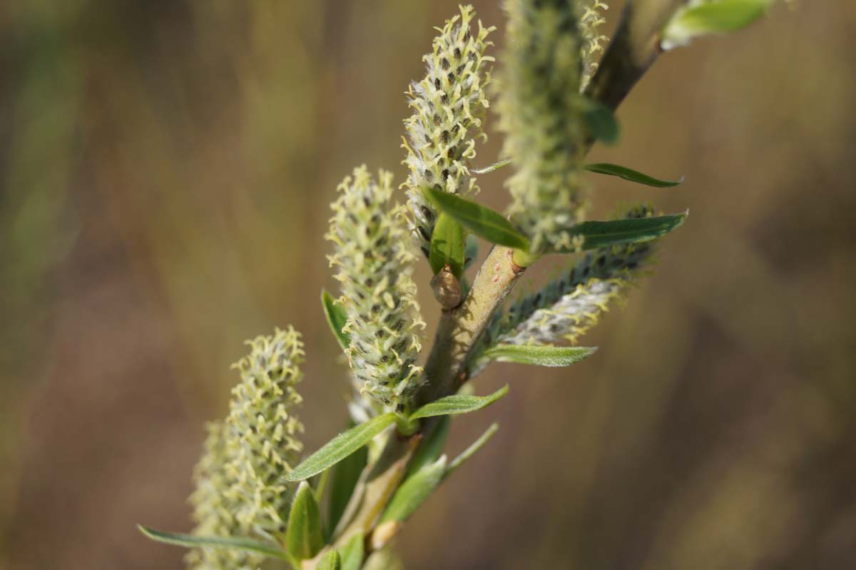 Salix viminalis Tuinplanten bloem