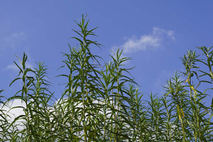 Salix viminalis meerstammig / struik twijg