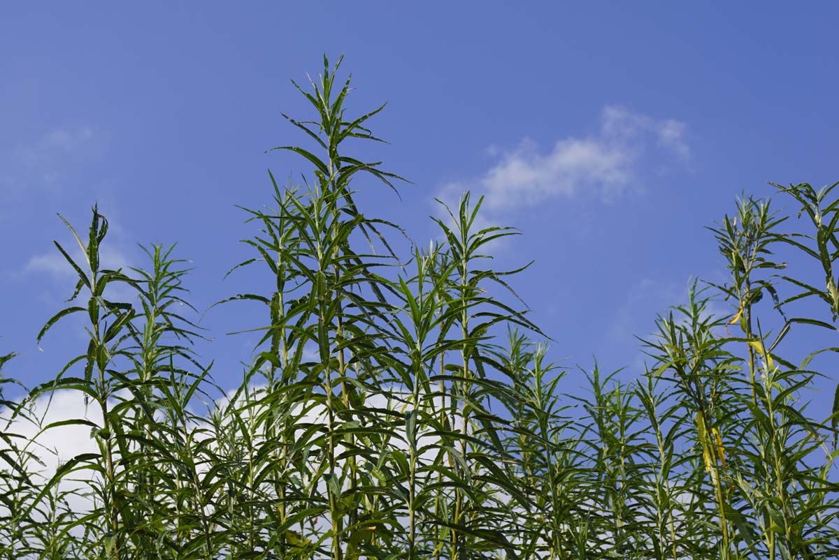 Salix viminalis Tuinplanten twijg