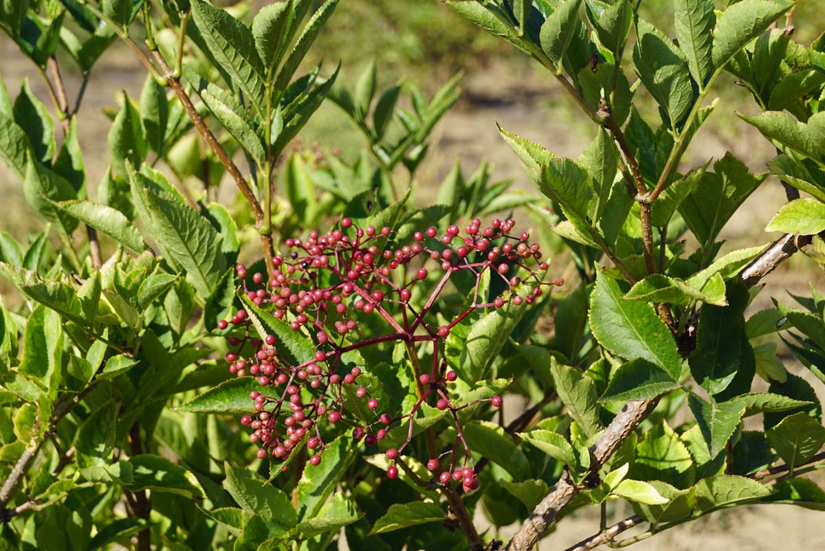 Sambucus nigra op stam vrucht