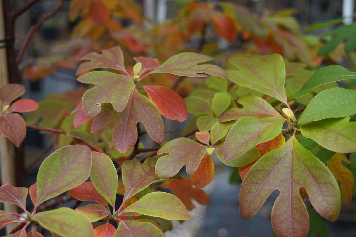 Sassafras albidum solitair blad