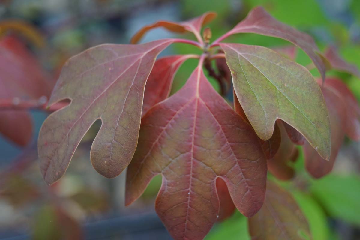 Sassafras albidum Tuinplanten blad