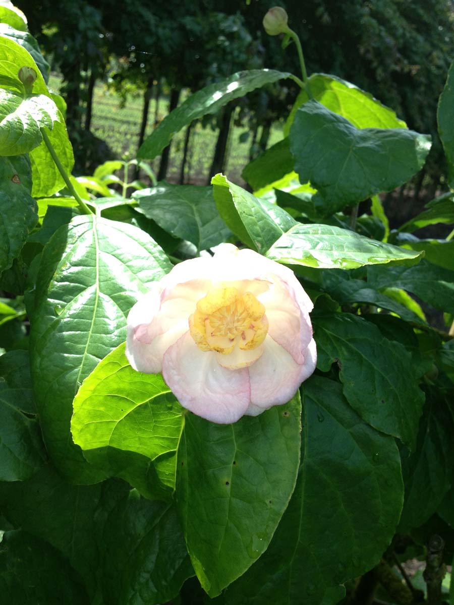 Calycanthus chinensis