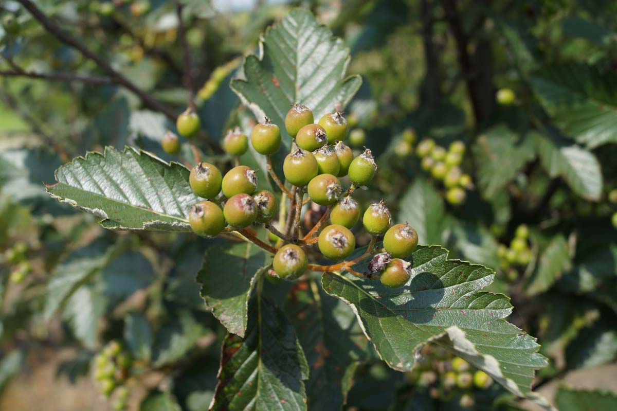 Sorbus aria op stam