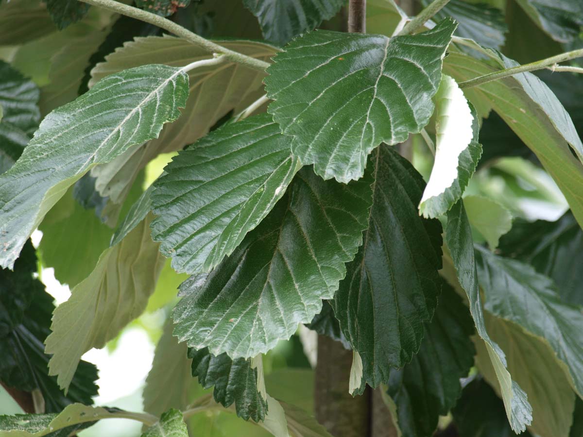 Sorbus aria 'Gigantea' Tuinplanten blad