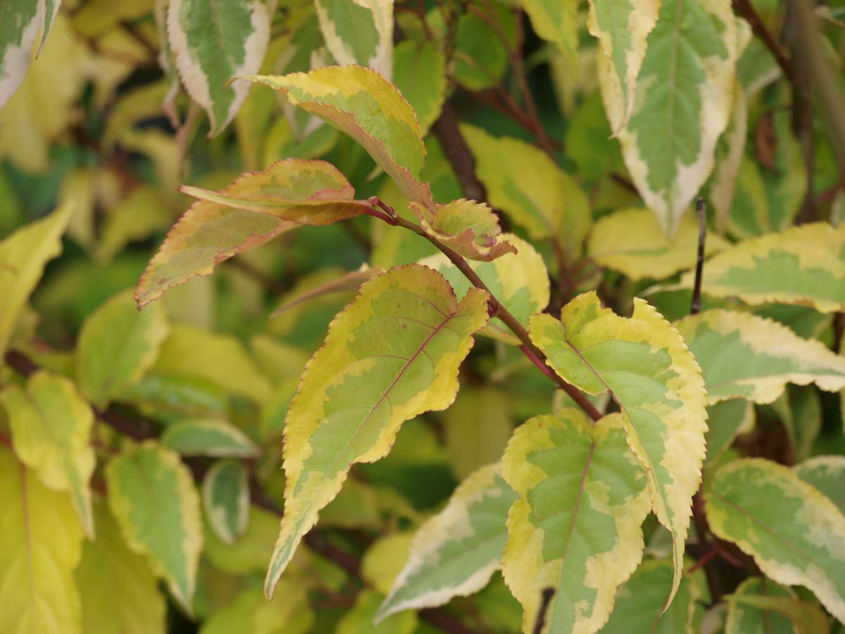 Stachyurus chinensis 'Joy Forever' meerstammig / struik