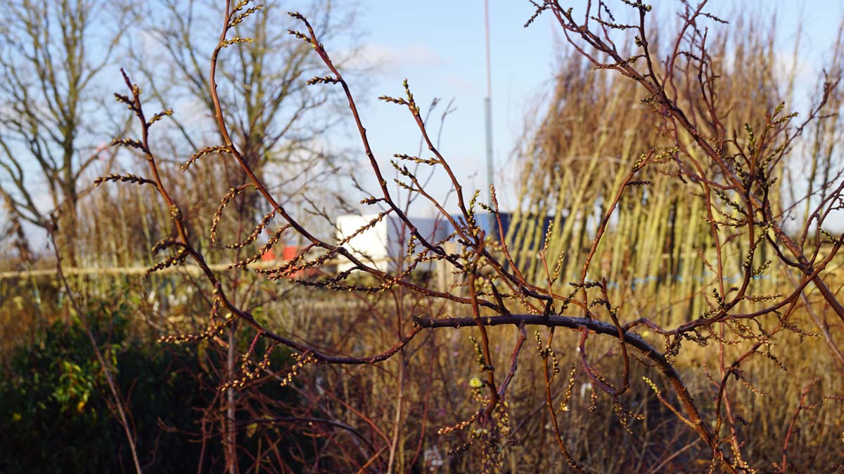 Stachyurus praecox meerstammig / struik