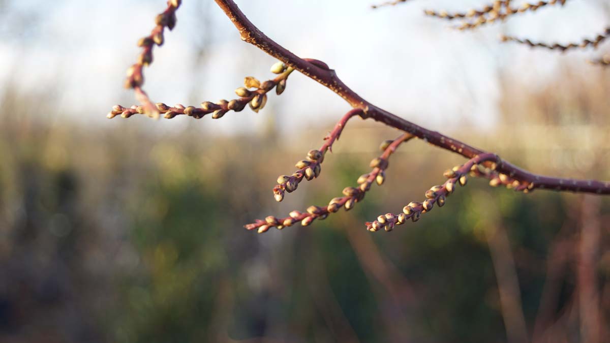 Stachyurus praecox Tuinplanten