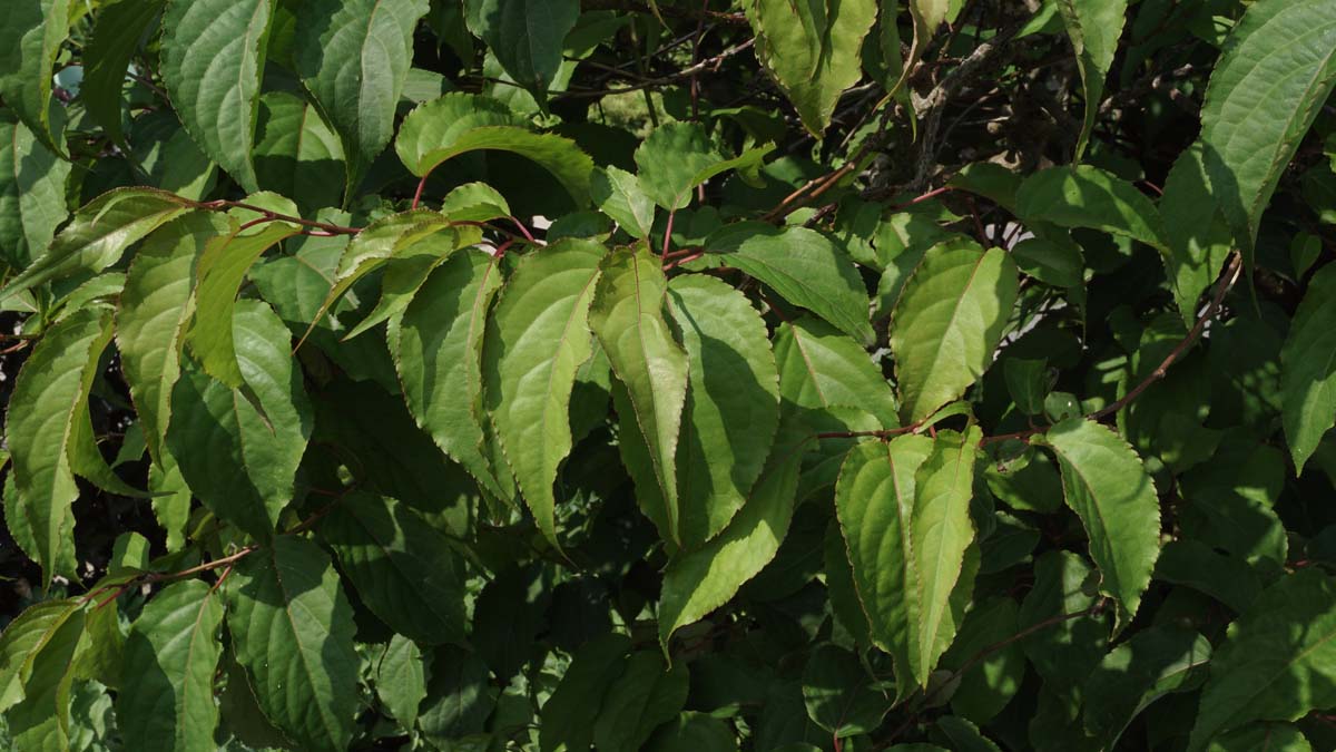 Stachyurus praecox Tuinplanten