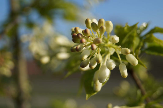 Staphylea colchica Tuinplanten bloem