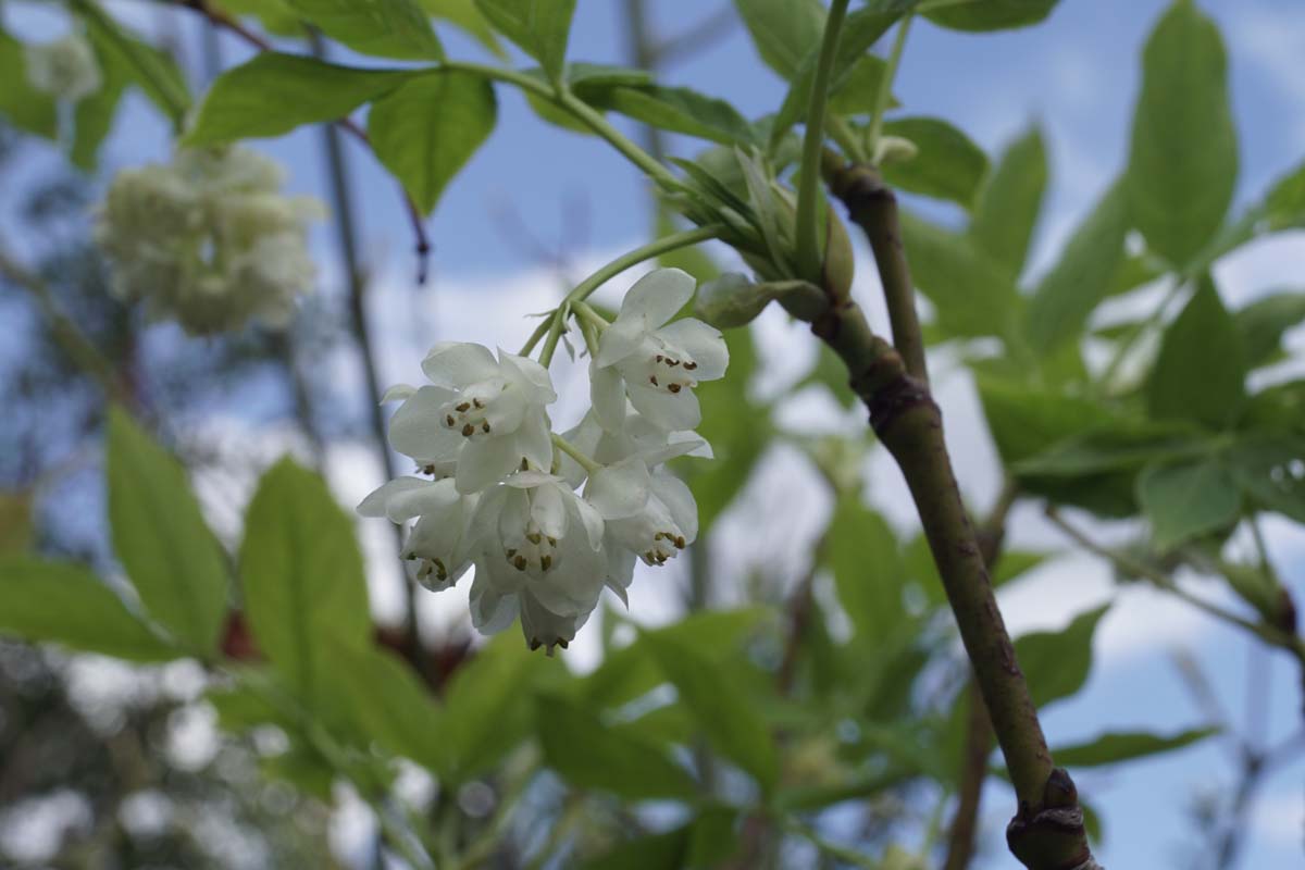 Staphylea pinnata op stam