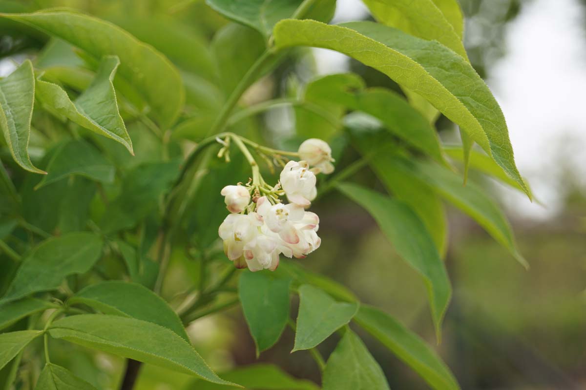 Staphylea pinnata op stam