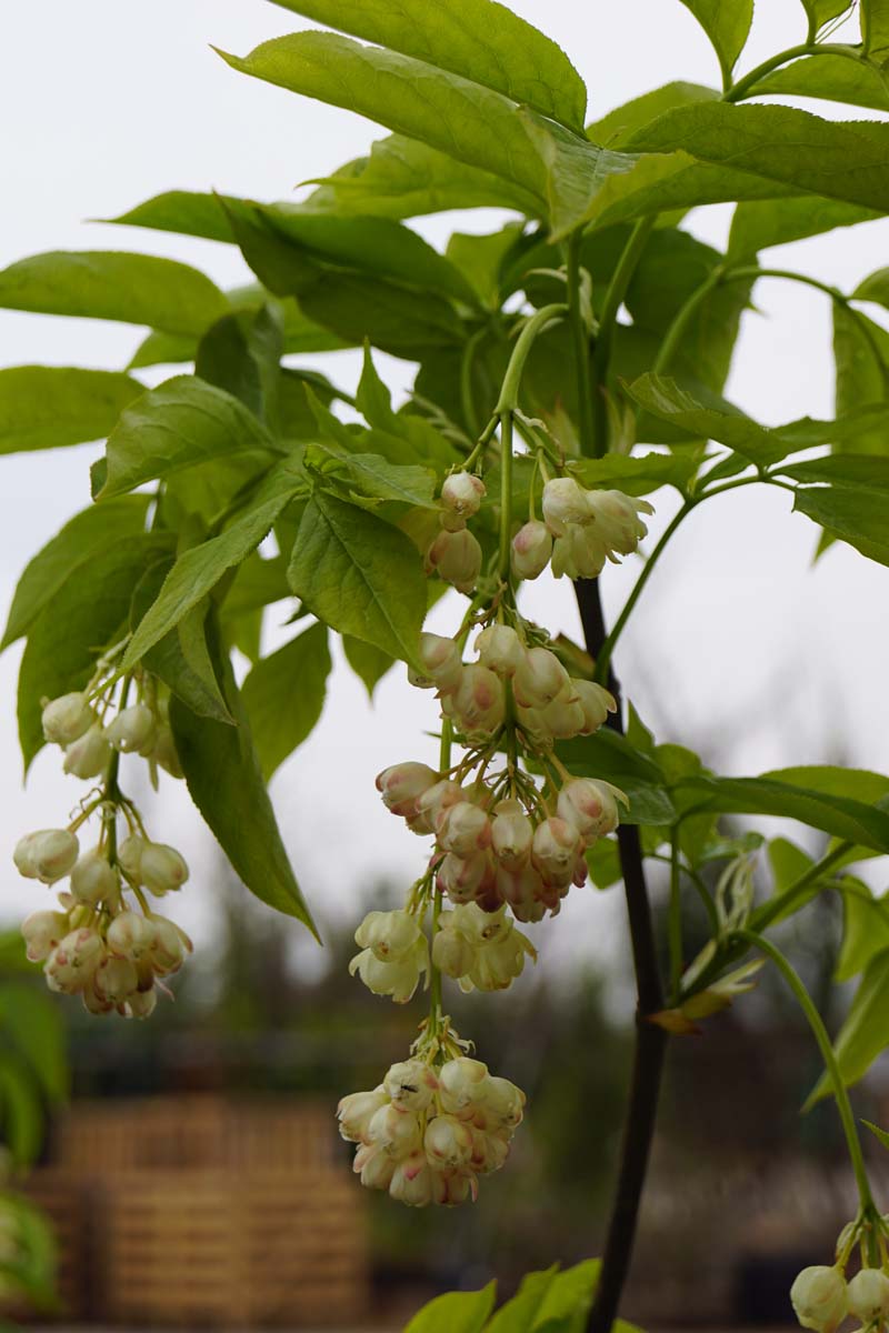 Staphylea pinnata op stam