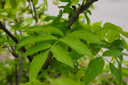 Staphylea pinnata op stam