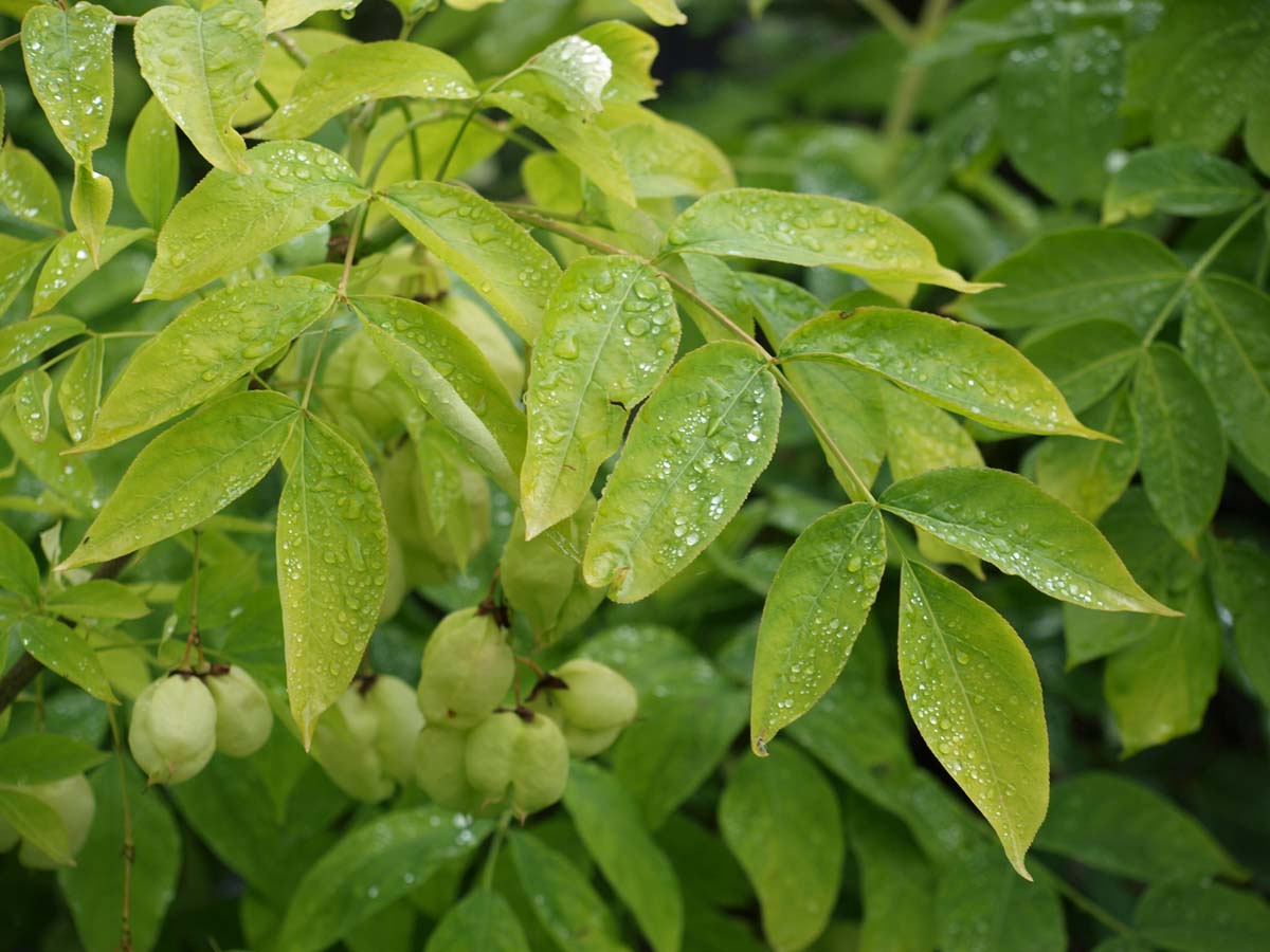 Staphylea pinnata op stam