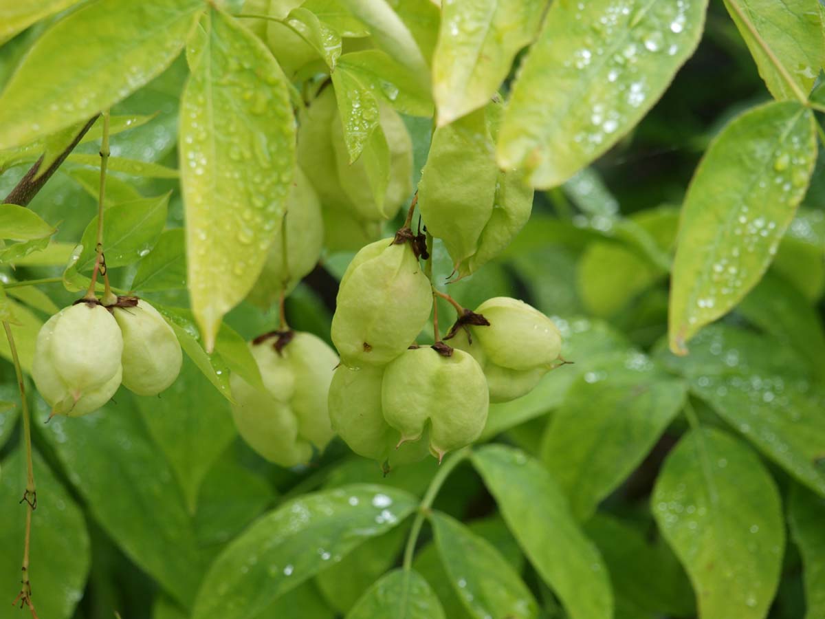 Staphylea pinnata op stam