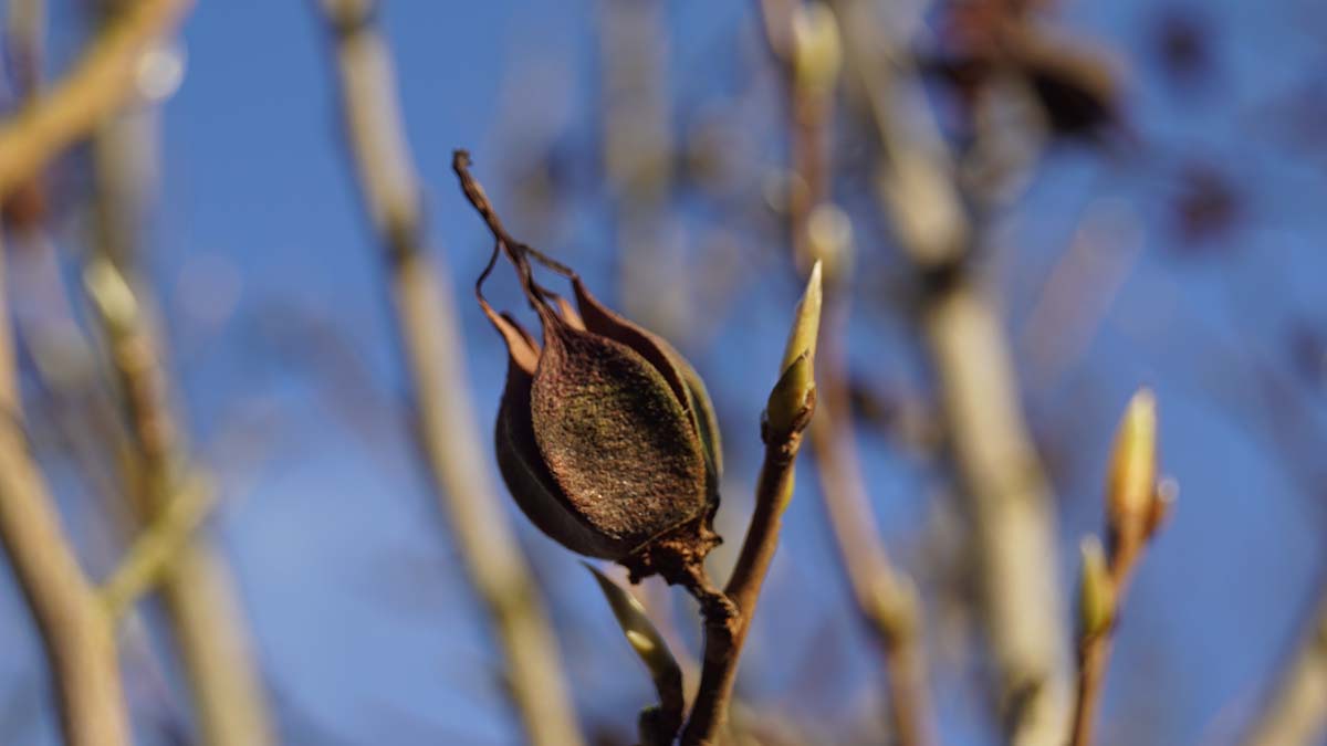 Stewartia rostrata meerstammig / struik zaaddoos