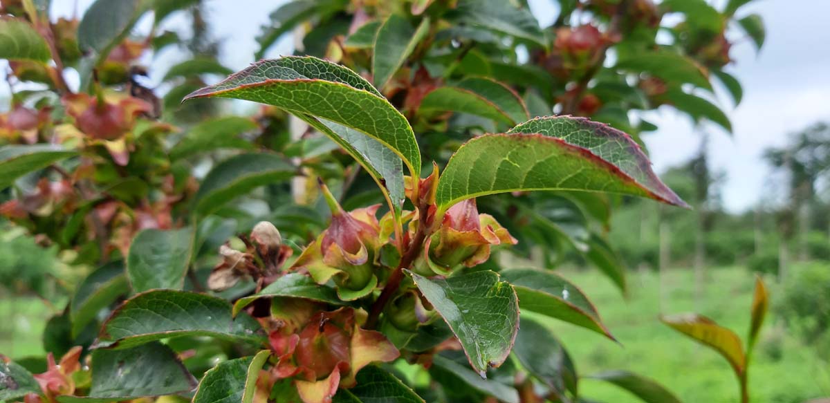 Stewartia rostrata solitair zaaddoos