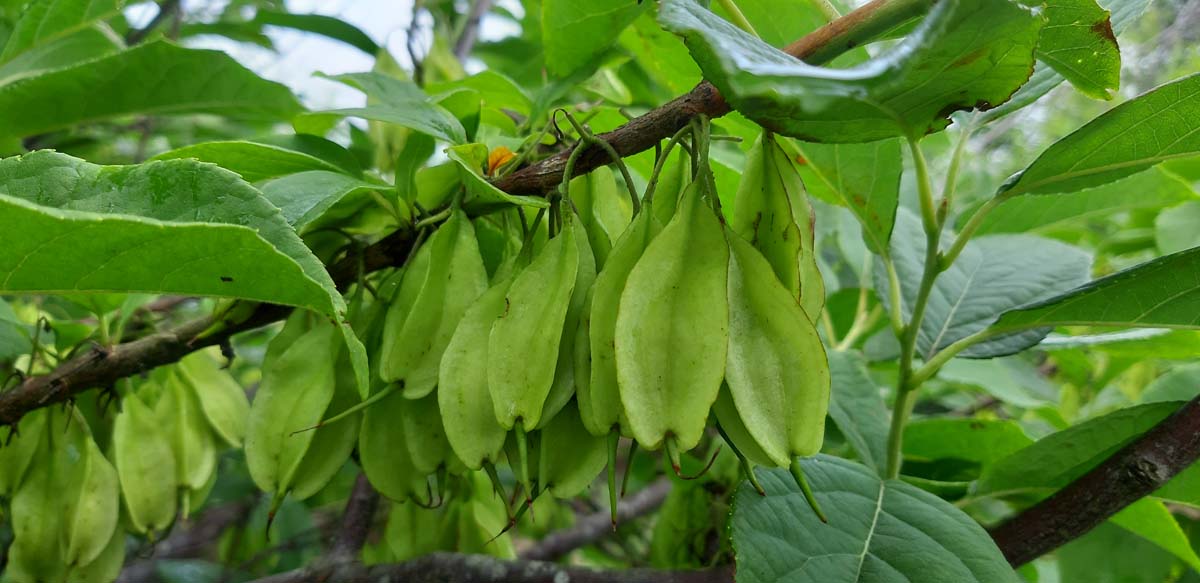 Stewartia rostrata meerstammig / struik zaaddoos