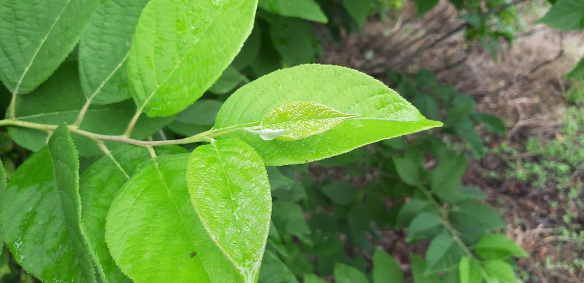 Stewartia rostrata Tuinplanten blad