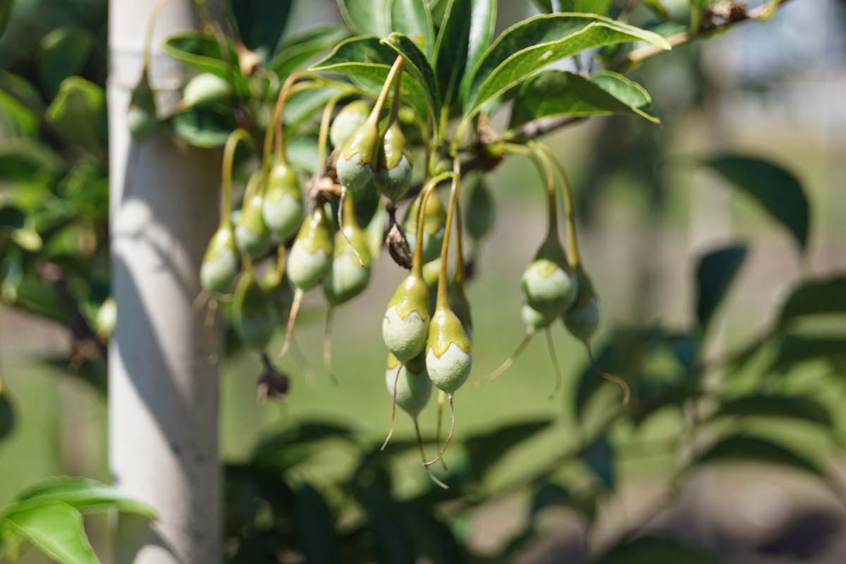 Styrax japonicus Tuinplanten